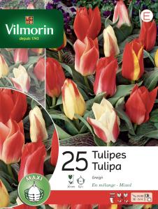 Tulipe Greigii en mélange